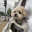 펫살롱 헤아림 이미지