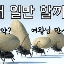 일개미