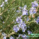 한아름농원 이미지