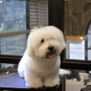 pet163거1745 | 생후 163일 꼬똥드툴레아 두 번째 가위컷｜미용 종류와 현실 유지비 후기
