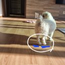 사랑애동물메디컬센터 이미지