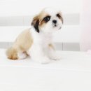 소답동237 이미지