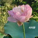 미미향 이미지