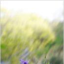 매발톱꽃 이미지