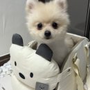 퍼피안 | ”레드퍼피 반려동물 카시트 “ 내돈내산 후기