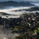 정겨운약국 | 엄나무 효능 및 부작용, 먹는 법과 면역력 강화 식재료로서의 가치 알아보자