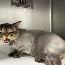 아로펫그루밍 이미지