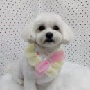 펫피파니 이미지