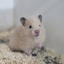 펫엔글라이더본점&로던트클럽 광주 | 광주 전남 골든햄스터 분양 정보 펫엔글라이더