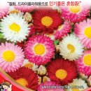 버즈아이 스칼렛세이지 로단세 1 이미지