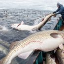 Cod Giants Exposed – Inside Europe’s Most Dangerous Deep Sea Fishery 이미지
