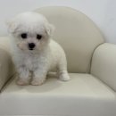 강아지분양 멍블랑 인천청라본점 이미지