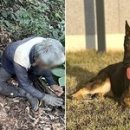 댕댕이의 하루 이미지