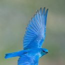 파랑새2 이미지