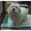 초롱이 애견 미용샵 이미지