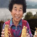 금산인삼만물