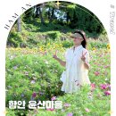 학성2리마을주민회관 | 함안 여행 6월에 코스모스가? 윤산마을 꽃구경 스팟