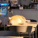 쿤짱 | [의정부 실내데이트 추천] 라쿤 애견카페 쿤짱