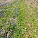 일월농장 이미지