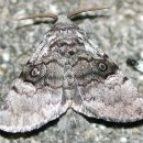 털보밧데리 이미지