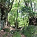 교래자연휴양림 이미지