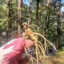 심마니산약초농원 이미지