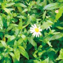 쑥부쟁이 이미지