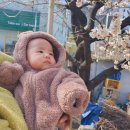 대구선반야월공원(괴전동) | 대구 동구 대구선 반야월공원 유모차 산책로 봄 꽃구경