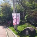 옥포 공영주차장 앞 | 대구의 자랑 비슬산 자연휴양림 주차장 참꽃(진달래) 축제 서틀버스 매진 도보로 참꽃군락지 도전 후기