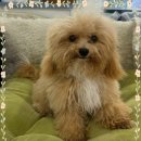 강아지천국 이미지