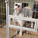 똥깡아지네 이미지