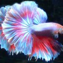 해물박사 이미지