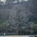 의령 세간리 은행나무 | 2025.11.23 경남 의령 여행 세간리은행나무의 겨울 &amp; 곽재우생가. 경남 바이크 투어 Feat. BMW K1300S