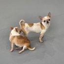 멍쉬멜로 이미지