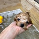 부천애견미용 멍미살롱 이미지