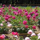울산 태화강 국가정원 너무나 아름다운 꽃 축제 이미지