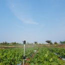 한삼농장 이미지