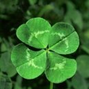클로버 이미지