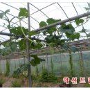 호복 농장 네이버블로그
