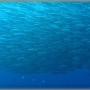 물반고기반 - 종로구 수표로 118 | 물반고기반