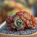 로맨스 다육 이미지