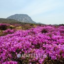 한라산 선작지왓 이미지