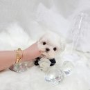 어벤져스켄넬 탑클래스펫 강아지분양 이미지