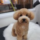 예뻐지개 이미지