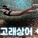 고고투어 이미지