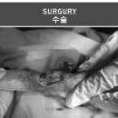 진리동물병원 이미지