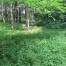 금광산성 이미지