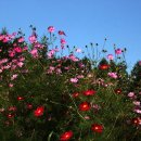 봉평메밀 이미지