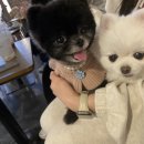 아띠멍멍 이미지