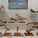 덕소자연사박물관 이미지